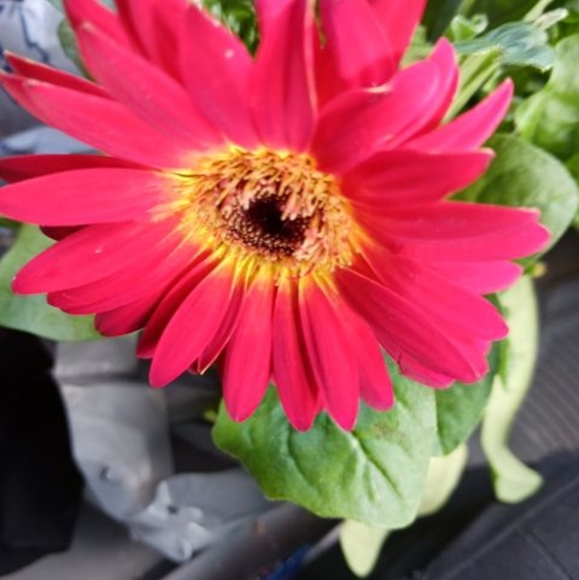 Meet your Posher, Rosy - Picture 1 of 1